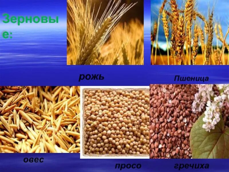 Пшеница рожь просо овёс гречиха рис ячмень. Семена злаковых растений (пшеница, овес, просо).. Полевые культуры (овёс, кукуруза, ячмень). Пшеница, ячмень, просо, рис и кукуруза. Ячмень и просо