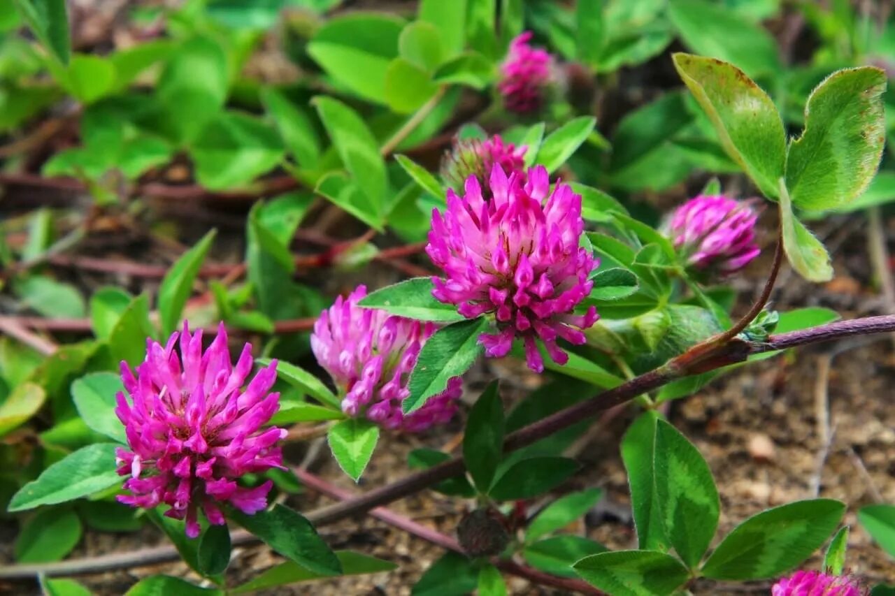 Клевер Луговой. Красный Клевер Trifolium pratense. Клевер Луговой Клевер красный. Клевер Луговой (Trifolium pratense). Клевер луговой небольшое растение обычно его