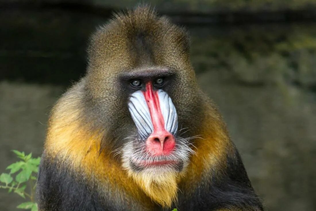 Павиан в желтой шубке. Макака мандрил. Собакоголовые павианы. Павиан гамадрил. Гвинейский бабуин.