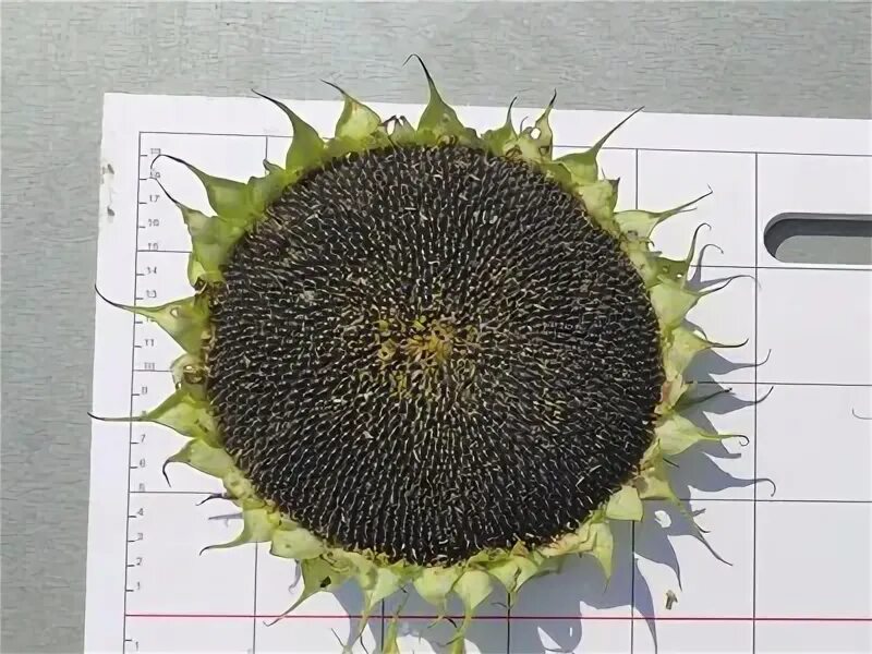 посейдон 625 сорт подсолнечника. семена подсолнечника штрубе гибрид. декоративные подсолнухи от партнер. оазис гибрид подсолнечника. гибрид сафари подсолнечника.