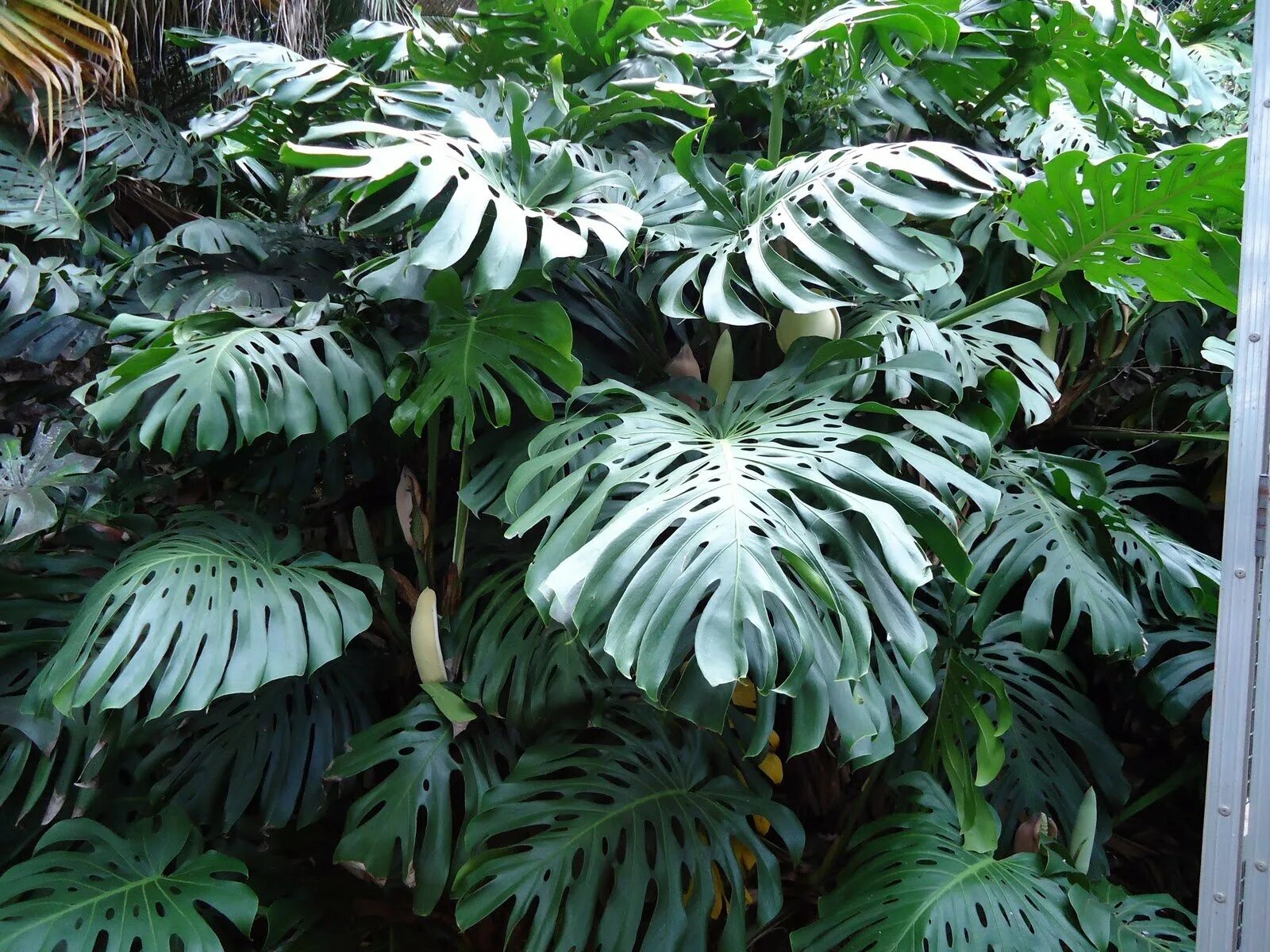 Tropical plant. Монстера крупнолистная. Монстера Пертуза. Монстера Делициоза.