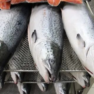 Качество мороженой рыбы