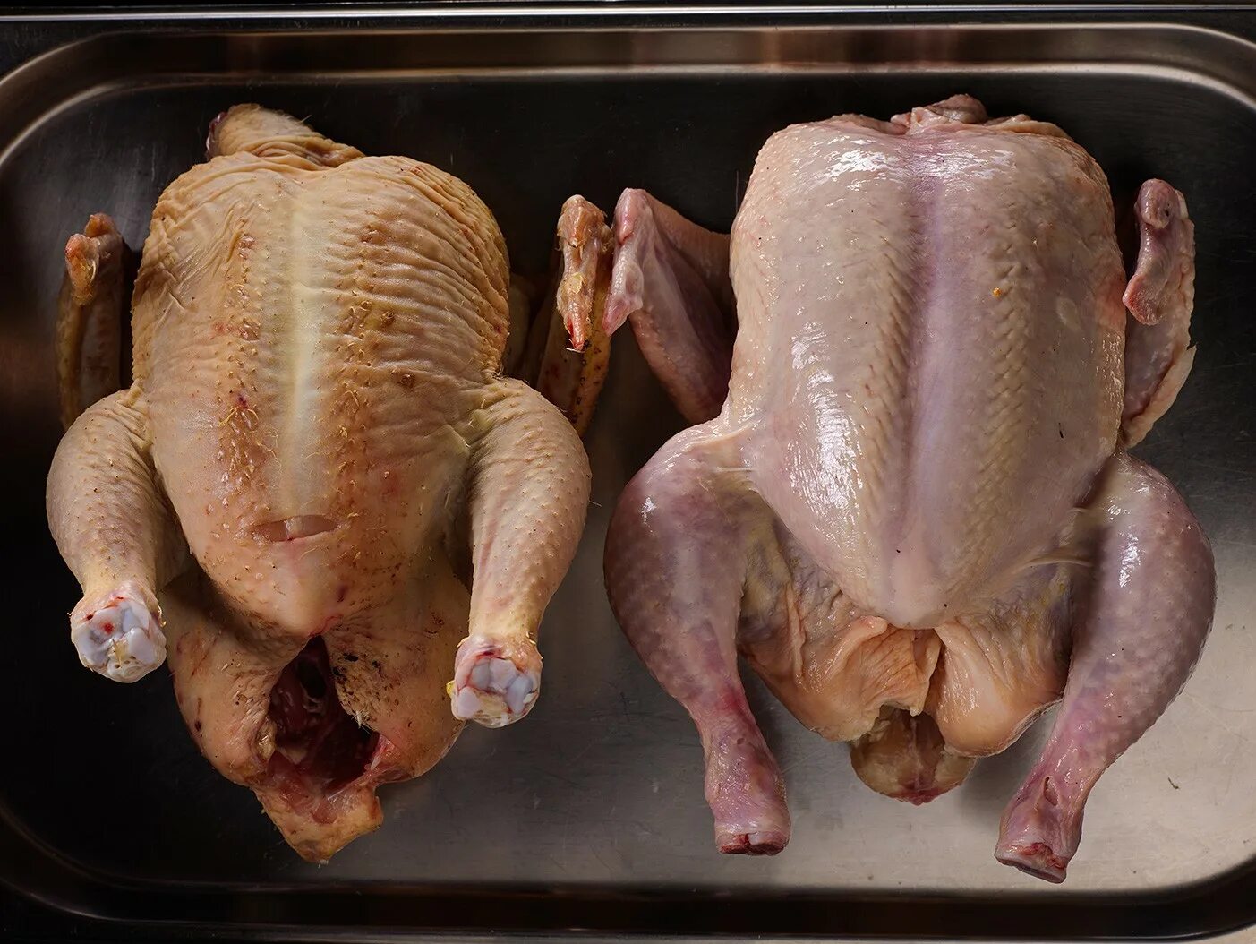 Домашняя курица. Тушка птицы. Курица мясо. Тушка куриная.