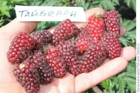 Ежемалина тайберри фото отзывы садоводов
