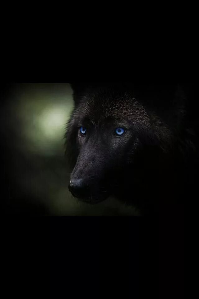 Волк светятся глаза. Черный волк. Волк в темноте. Глаза волка в темноте. Чёрная волчица с голубыми глазами.