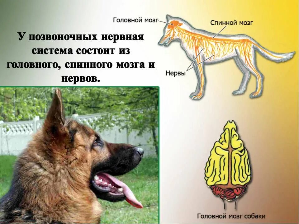 Координация животных. Координация животных. Координация и регуляция жизнедеятельности у животных. Таблица по биологии координация и регуляция. Нервные органы животных.