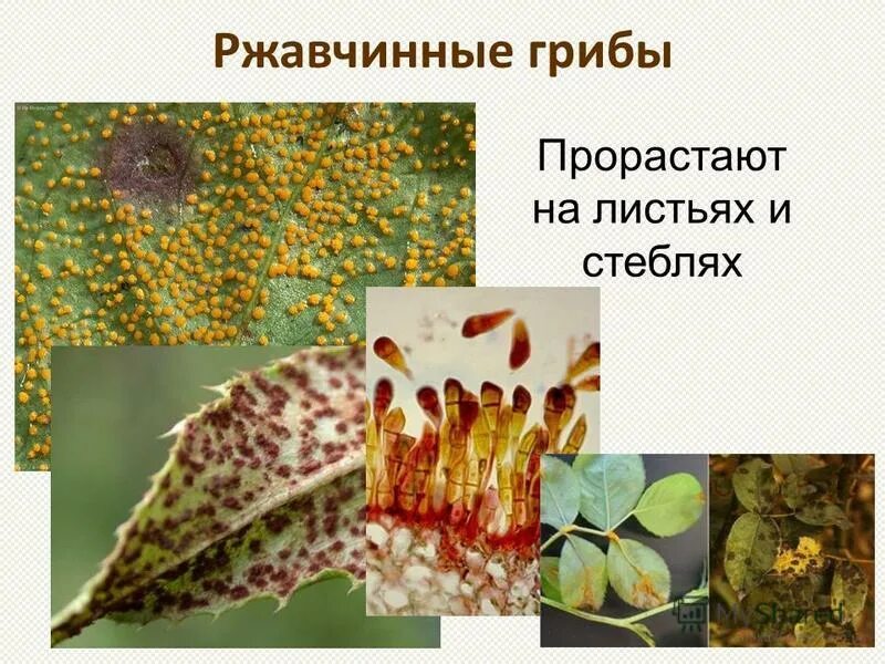 Паразитические заболевания. Паразит паразитирующий на паразите. Черви паразитирующие в организме человека. Паразит паразитирующий на паразите. Черви гельминты гельминты круглые.