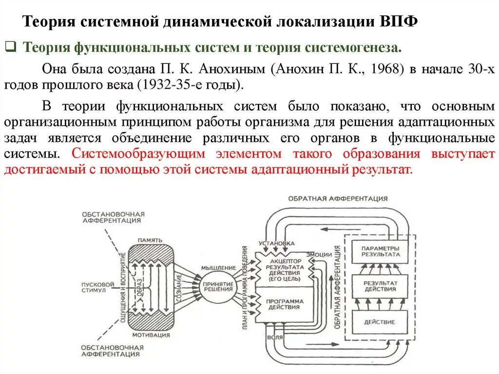 Теория системной динамической локализации. Теория системной динамической локализации ВПФ. Теория функциональных систем п.к Анохина. Теория динамической локализации высших психических функций.