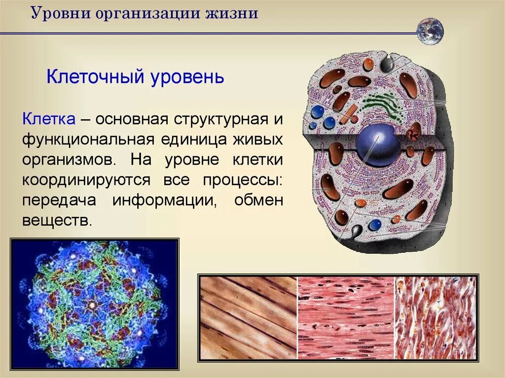 Клеточный уровень организации живой материи. Клеточный уровень организации живого. Клеточный уровень организации жизни. Уровни организации живой клетки. Уровни организации организма клеточный