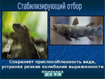 Какой отбор сохраняет