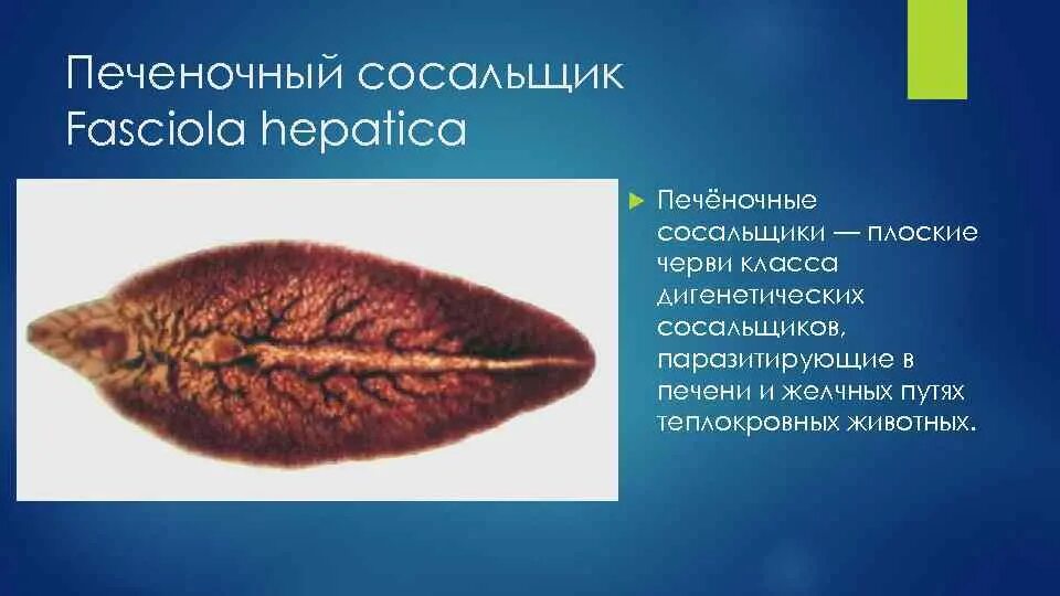 Трематоды Fasciola hepatica. Черви-сосальщики – трематоды.. Плоские черви.трематоды печеночный сосальщик. Печеночный сосальщик биология 7 класс.