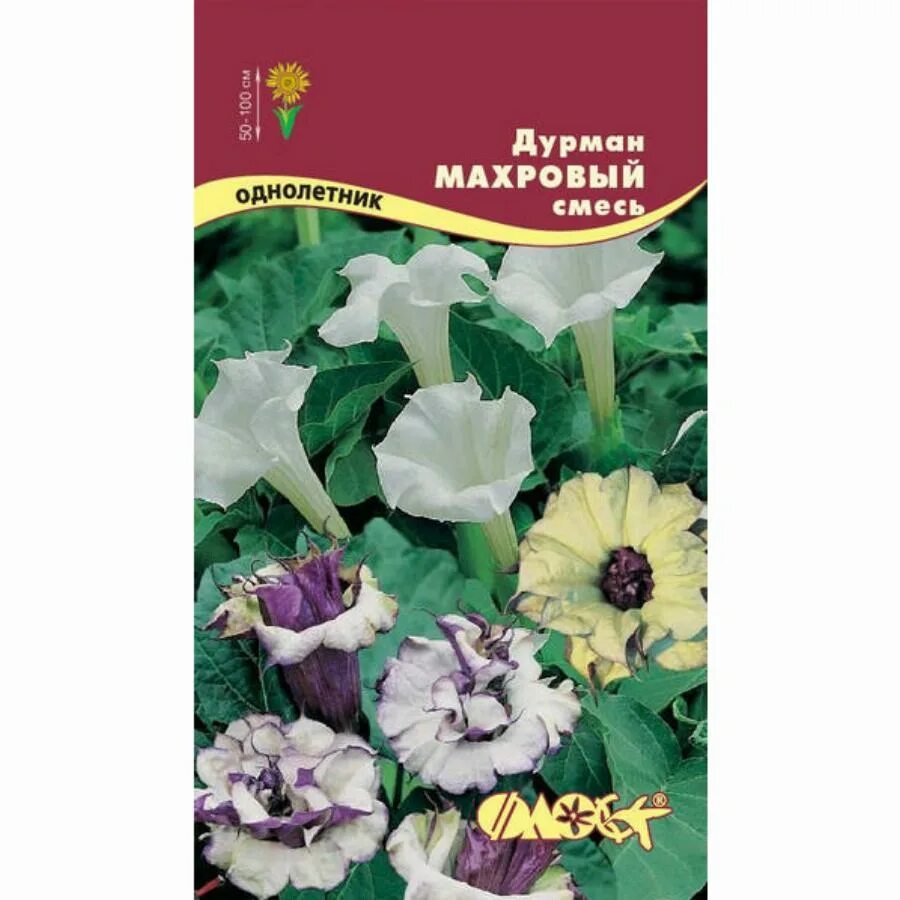 Датура семена. Датура дурман махровый. Датура дурман белый. Датура махровая. Дурман датура семена.