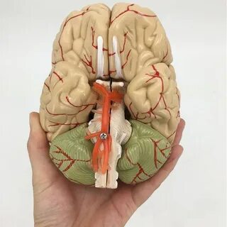Анатомические мозги