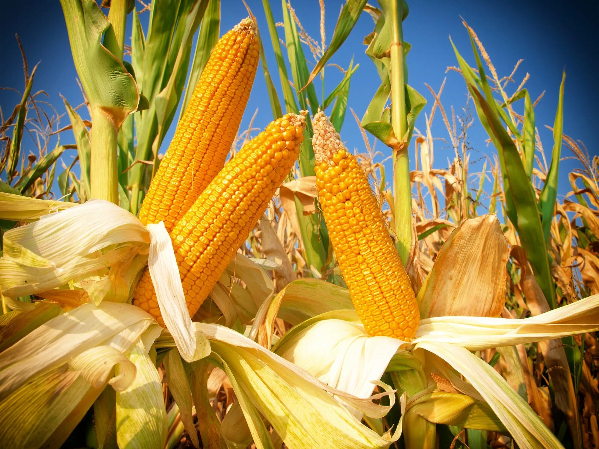 Куры можно кукурузы. Фалькон гибрид кукурузы. Ферма кукурузы. Кукуруза «Катерина св» гибрид f1, ФАО 170. Диплодиоз кукурузы.