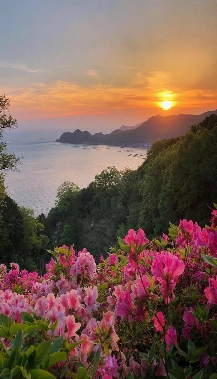 Расцветы красоты. Красота природы. Море горы цветы. Пейзажи с цветами. Море горы цветы рассвет.