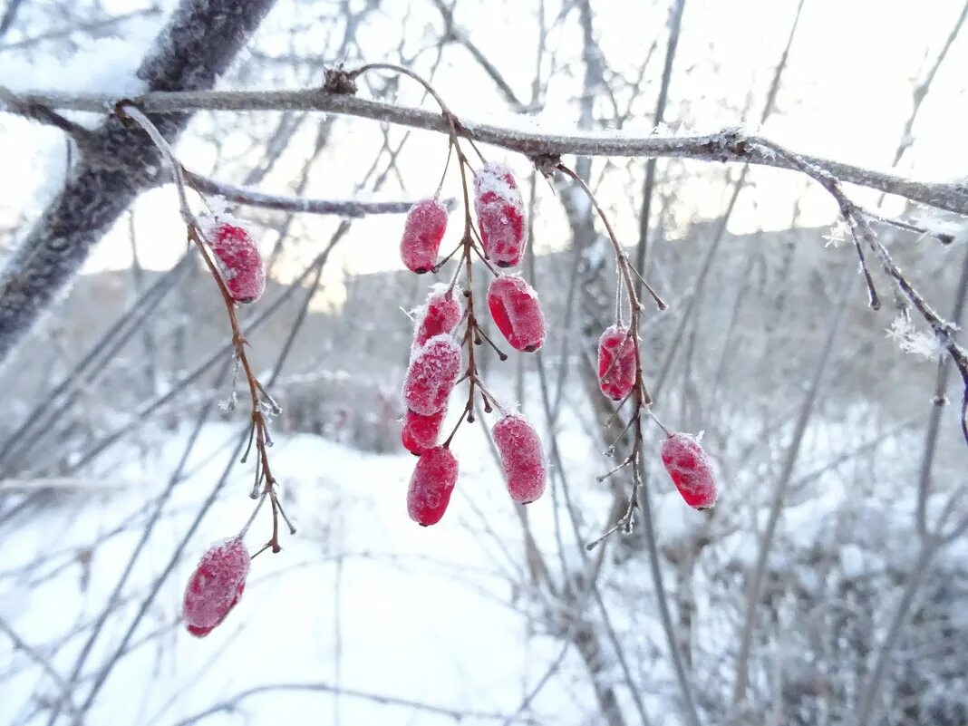 барбарис нижний новгород. барбарис этикетка. барбарис черный шароплодный. барбарис нижний новгород. барбарис магазин одежды.