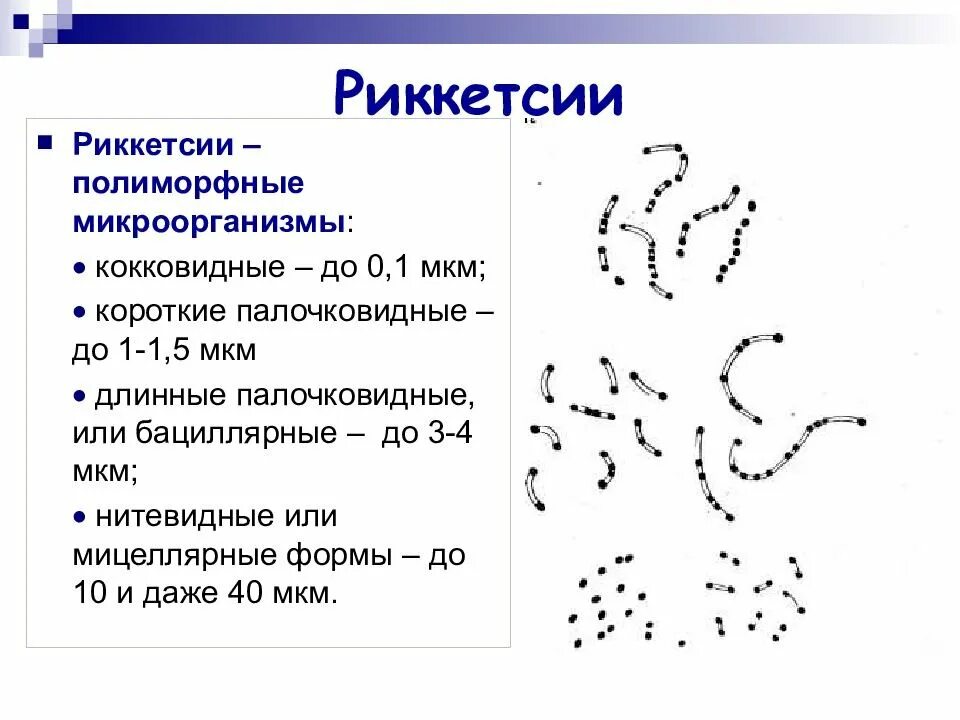 Тип дыхания риккетсий. Риккетсия провачека морфология. строение риккетсий микробиология. риккетсии кокковидные, палочковидные. рикеетсии провчека микроскопия.