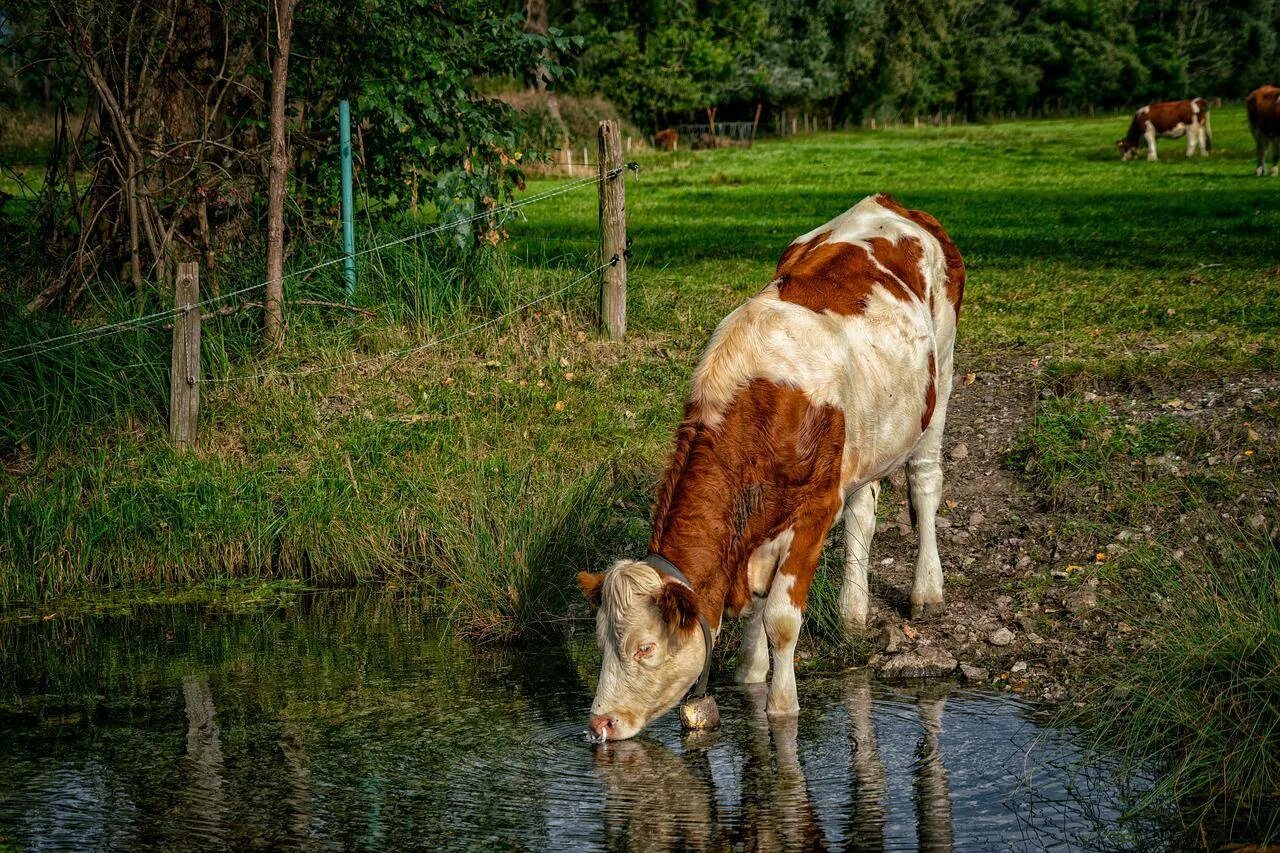 Телята пьют воду. Коровы на водопое. Корова пьет воду. Корова на природе. Теленок пьет воду.