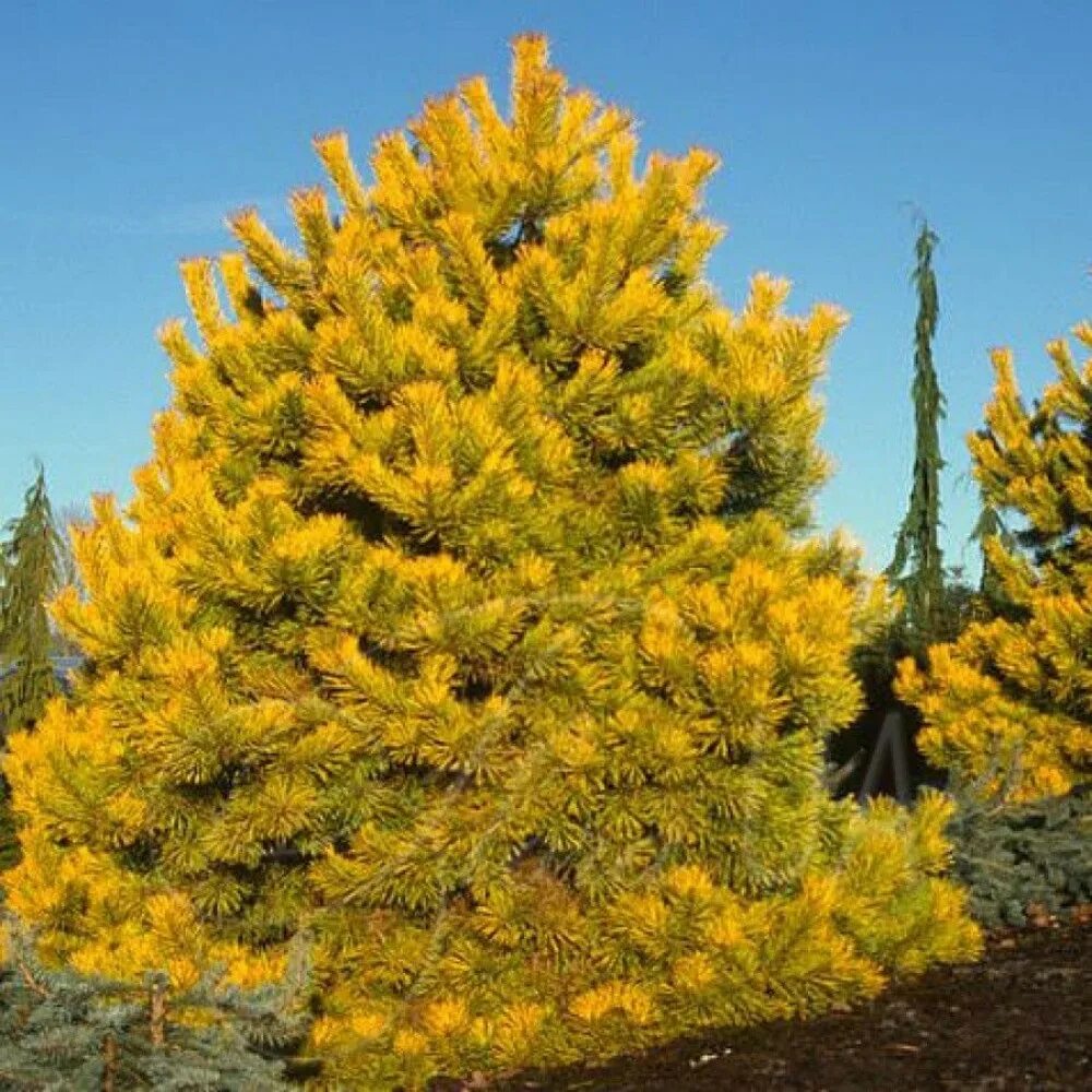 Желтые хвойные. Сосна обыкновенная Ауреа. Pinus Sylvestris (сосна обыкновенная) 'Aurea'. Сосна густоцветковая Ауреа. Сосна обыкновенная "Aurea" (Аурея).