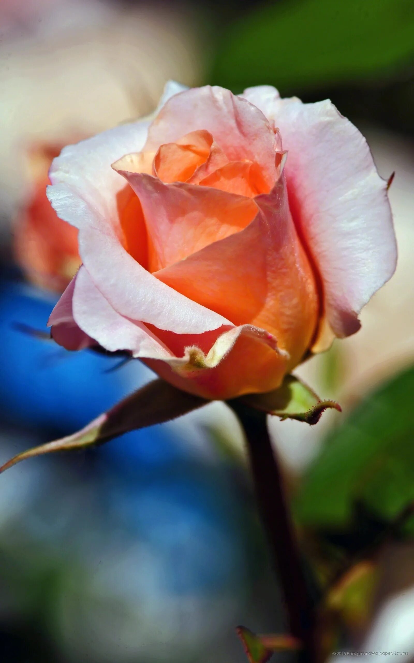 Красивые цветы. Цветы розы. Необычные розы. Красивые розы. Розы на телефон вертикальные