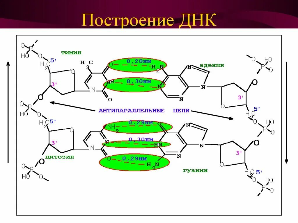 Цепочка ДНК аденин Тимин. Цепь ДНК аденин цитозин Тимин. Схема аденин Тимин. Построение цепи ДНК.