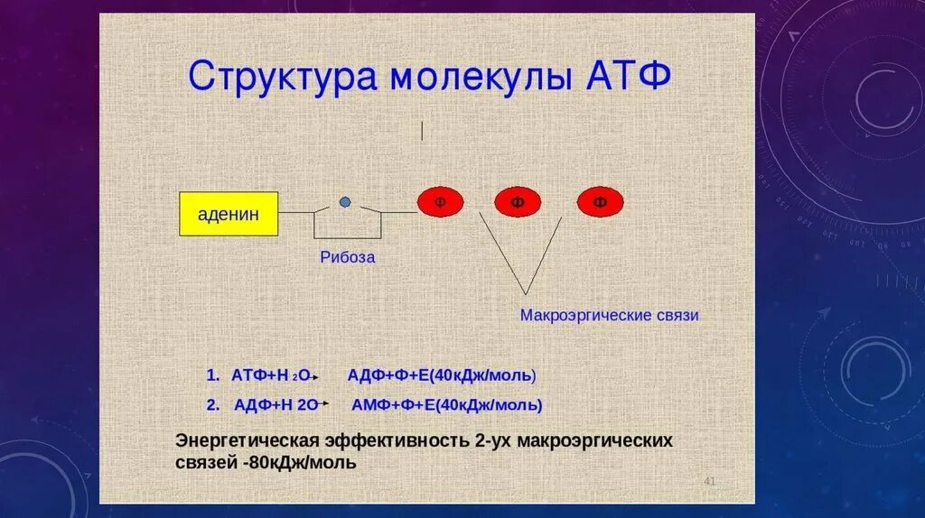 Схема строения АТФ. Строение молекулы АТФ. Схема молекулы АТФ. Структура молекулы АТФ.