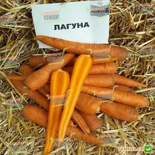 Лагуна f1