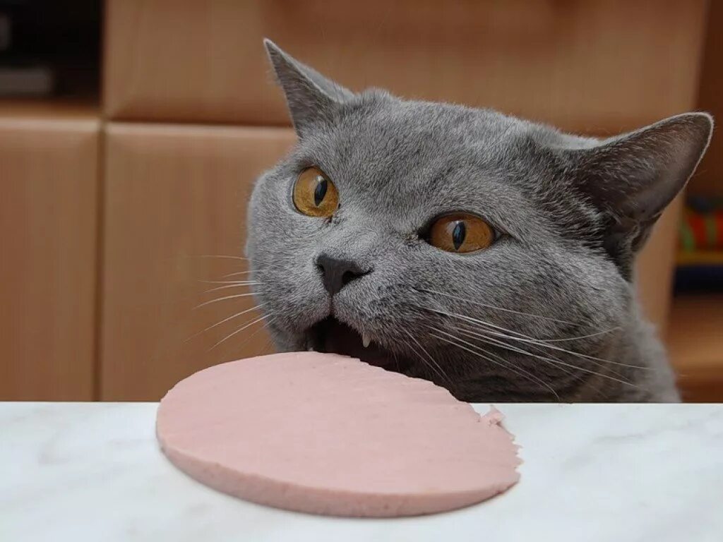 И вкусно и грустно. Кот ест колбасу. Кот с колбасой. Кот жрет колбасу. Колбаса для кошек.