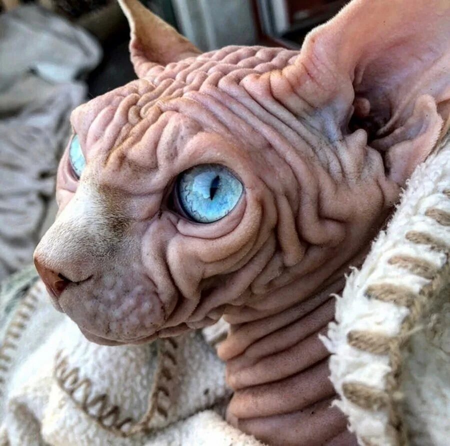 Покажи самую страшную кошку