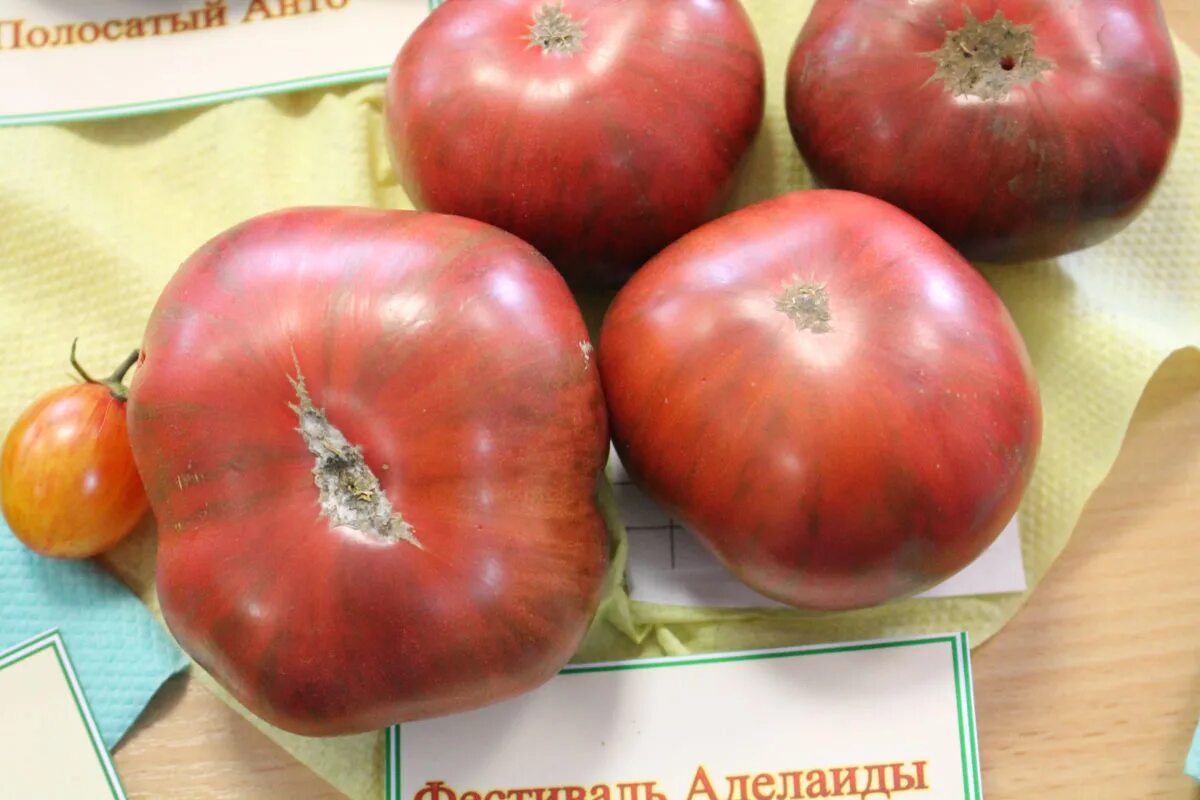 Томат любимый праздник сиб сад. Томат любимый праздник. Томаты фестиваль описание сорта. Томаты фестиваль описание сорта. Томаты фестиваль описание сорта.