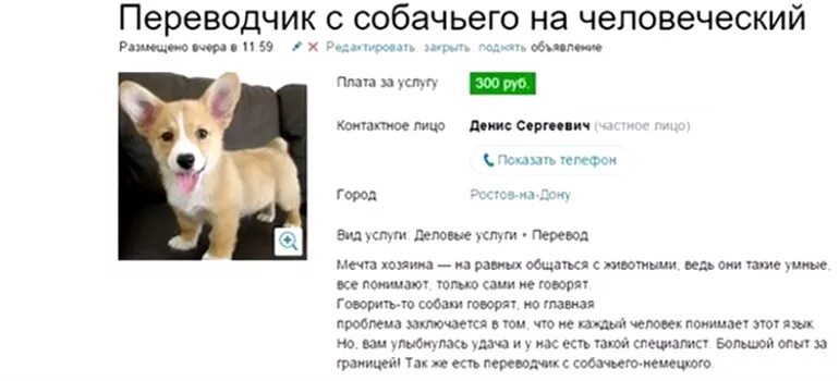 Переведи на русский dog day. Переводчик с собачьего. Переводчик для собак. Переводчик для собак (собачий). Собачий переводчик с человеческого.