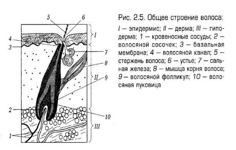 Слои корня волос. Строение стержня волоса схема. Строение стержня волоса рисунок. Стержень волоса схема. Схема строения корня волоса.