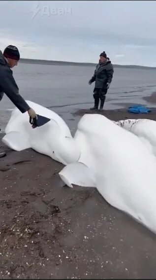 Спасение белух. Белухи камчатка. рыбаки спасли семью белух. операция белуха, спасение китов.