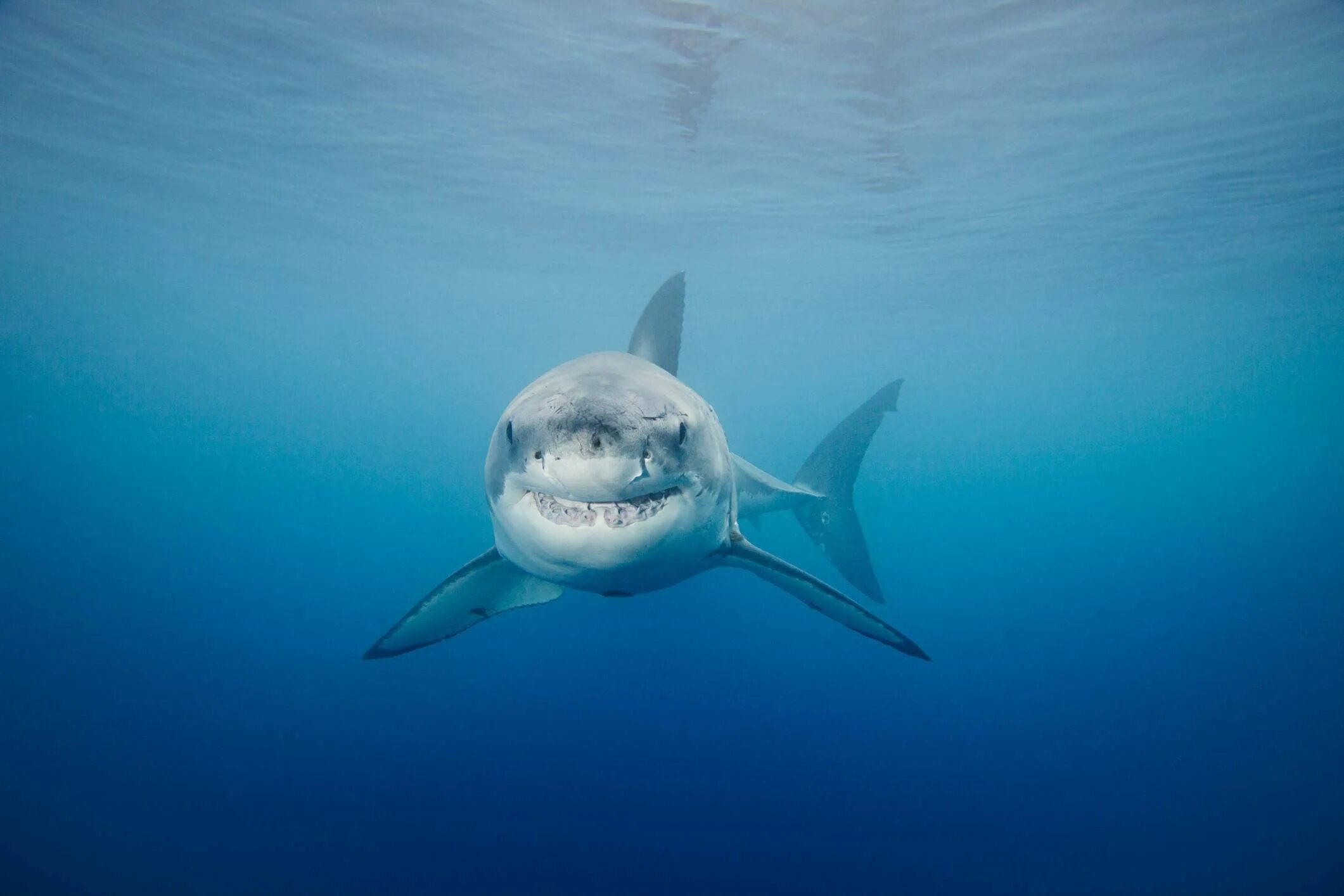 Carcharodon carcharias. Белая акула. Большая белая акула. Подводный мир акулы. Про акул воды