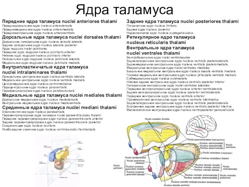 Функции таламуса промежуточного мозга. Задняя группа ядер таламуса. Ядра таламуса промежуточного мозга. Срединные ядра таламуса функции. Заднее вентральное ядро таламуса.