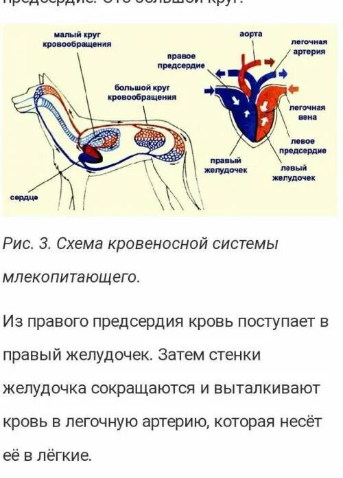 Кровеносная система собаки схема. Кровеносная система оленя. Кровеносная система млекопитающих схема. Кровеносная система коровы.