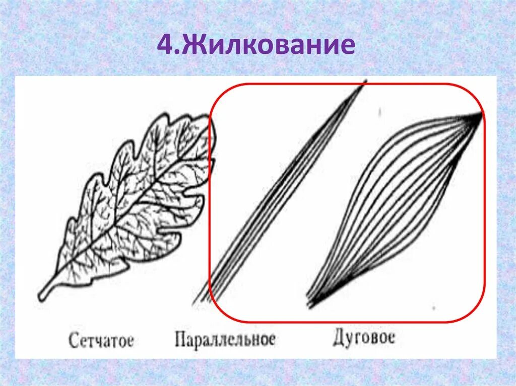 Жилкование сетчатое дуговое параллельное. Жилкование листьев сетчатое параллельное дуговое. Сетчатое пальчатое жилкование. Жилкование листьев у пшеницы дуговое. Подорожник жилкование листьев.