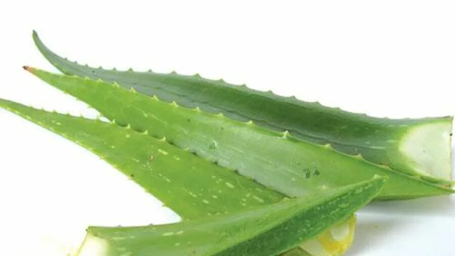 Aloe vera купить