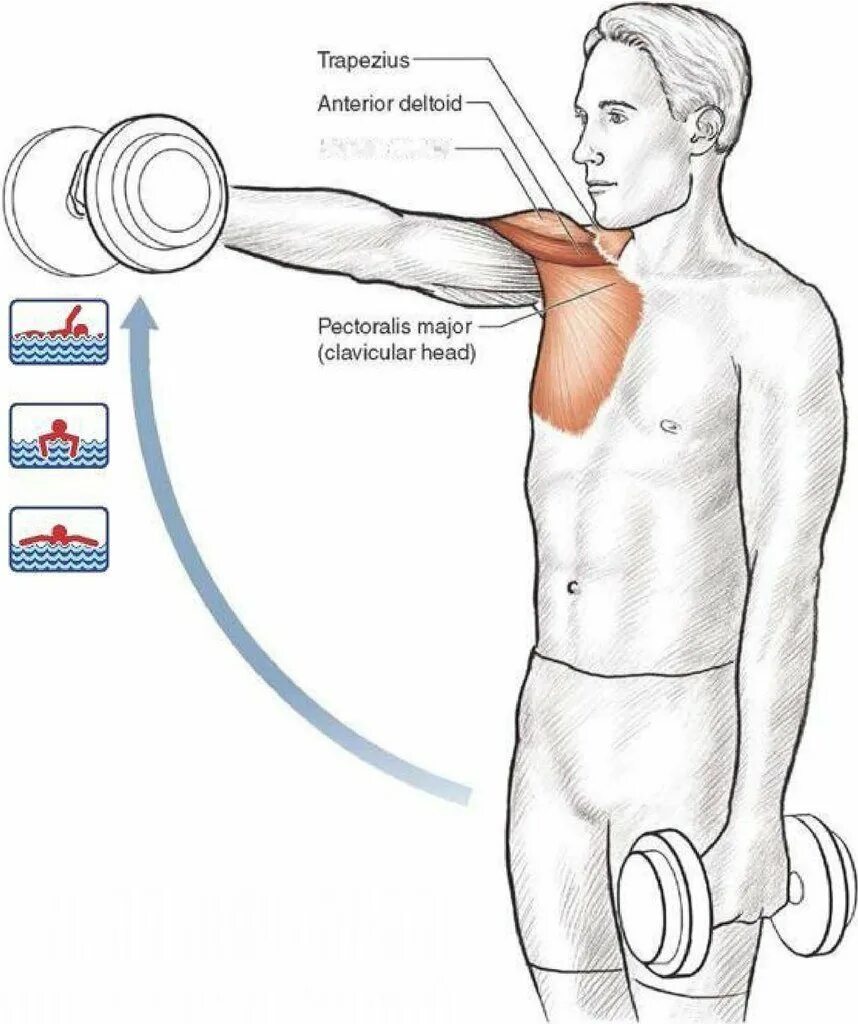 Передний пучок дельтовидной мышцы упражнения. Дельтовидная мышца плеча анатомия. Упражнения для укрепления дельтовидной мышцы плеча. Тренировка дельтовидных мышц гантелями.