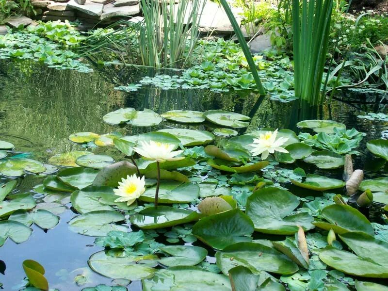 Водные экосистемы. Посейдония океаническая. Лотические экосистемы. Экологическая система река. Речная экосистема.