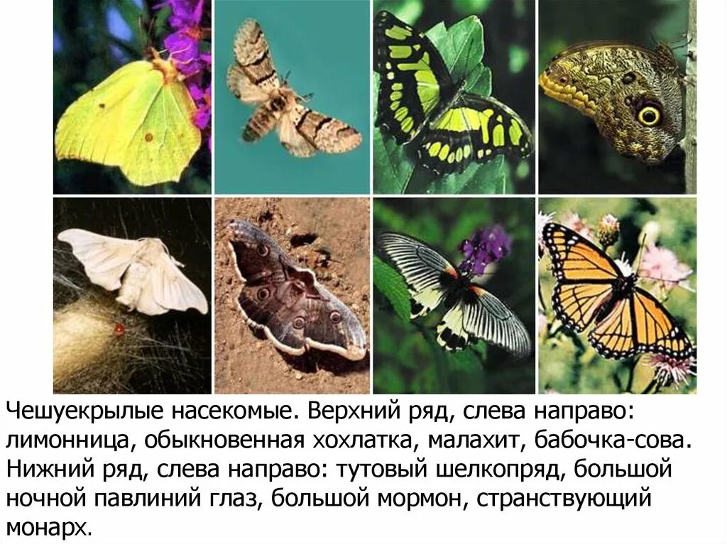 Класс чешуекрылые бабочки. Бабочки-чешуекрылые насекомые отряд. отряд чешуекрылые представители. представители отряда чешуекрылые бабочки. отряд чешуйчатокрылые представители.