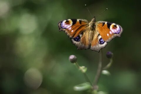 Peacock eye butterfly