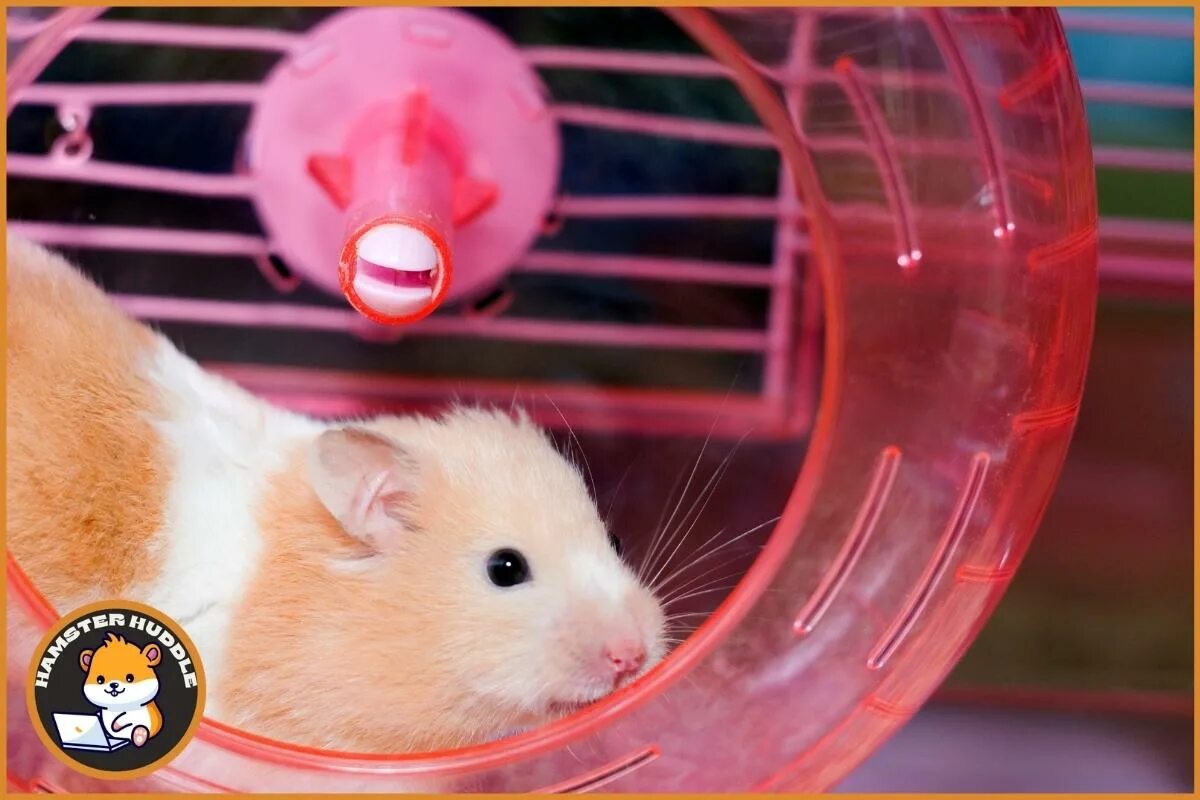 Hamster oracle