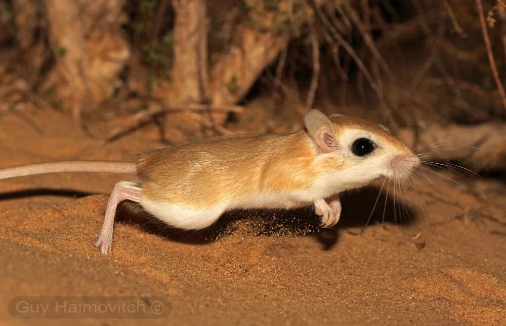 песчанка относится к млекопитающим. дегу агути. сообщение о песчанке. кенгуровая крыса в пустыне. кенгуровый прыгун морро.