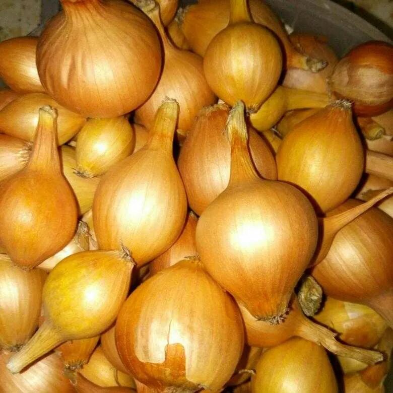 Лук севок пророщенный. Лук недели. Посадка лука шалота. Лук недели. Piyoz dalada.