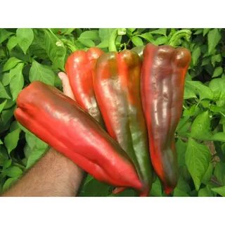First pepper