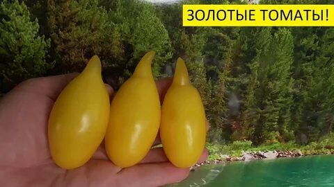 Золотой лимон