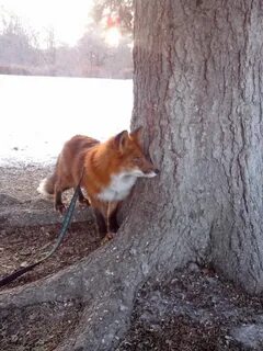 Fox touch
