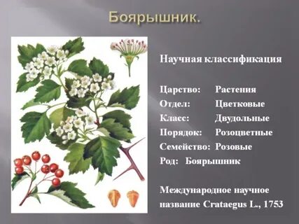 Систематика шиповника обыкновенного