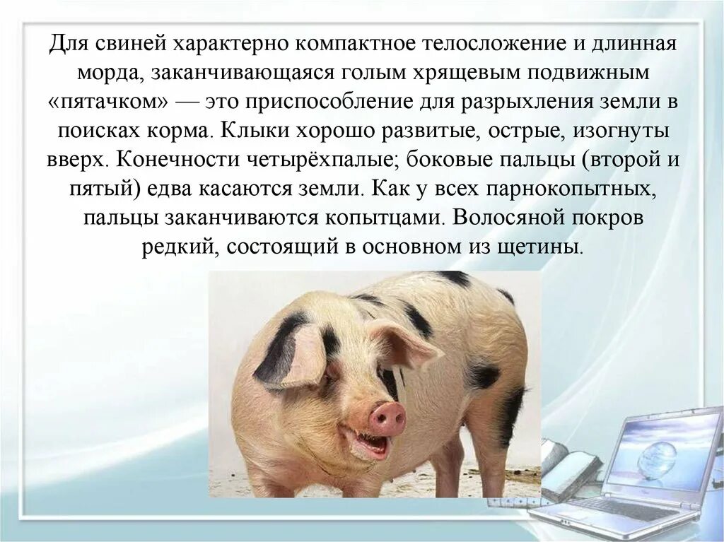 Сообщение о свинье. Информация о свинье. Информация про домашних свиней.. Доклад о свинье. Домашнее животное свинья доклад.